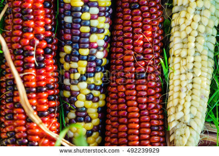 Fancy Corn